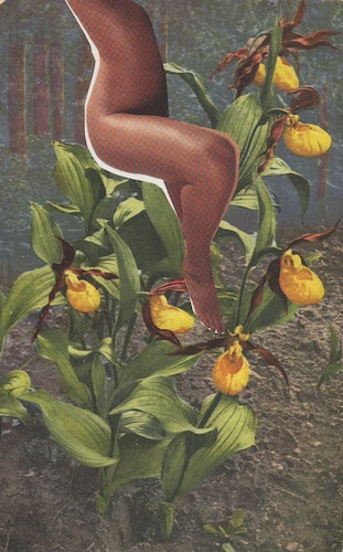 Cartoon: Frauenschuh. Cypripedium (medium) by Kestutis tagged dada,postcard,comic,kestutis,lithuania,nature,man,woman,art,kunst,natur