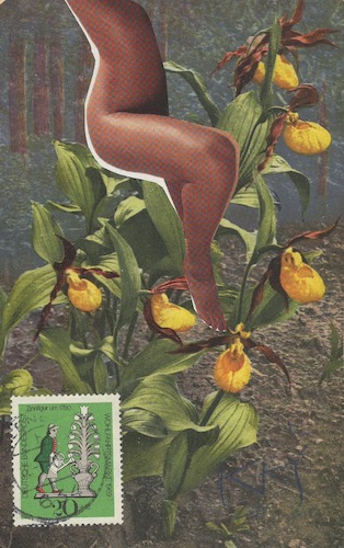 Cartoon: Frauenschuh. Cypripedium (medium) by Kestutis tagged dada,postcard,comic,kestutis,lithuania,nature,man,woman,art,kunst,natur