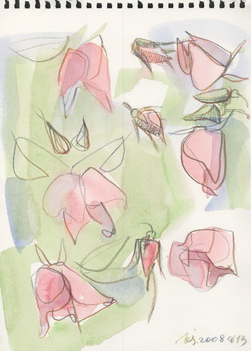 Cartoon: Roses (medium) by Kestutis tagged roses,sketch,nature,kestutis,siaulytis,lithuania