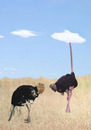 Cartoon: balance (small) by Zoran tagged balance,ostrich,sand,cloud,cover