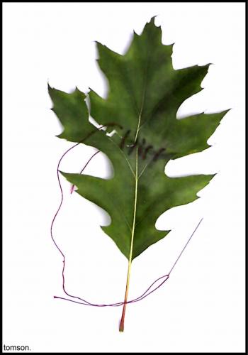 Cartoon: - (medium) by to1mson tagged leaf,blatt,lisc,umwelt,srodowisko