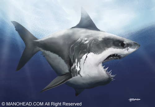 Cartoon: White Shark (medium) by manohead tagged caricatura,caricature,manohead
