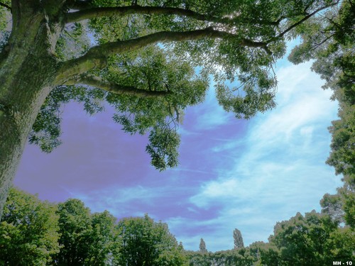 Cartoon: MH - Looking Up II (medium) by MoArt Rotterdam tagged sky,tree,lookup,bomen,lucht,omhoogkijken,rotterdam,meidoornweide