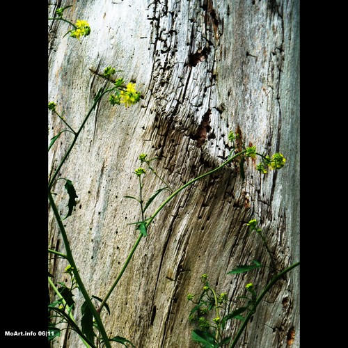 Cartoon: MoArt - The Dead Wood (medium) by MoArt Rotterdam tagged rotterdam,moart,moartcards,nature,flowers,bloemen,wood,hout,rough,ruig