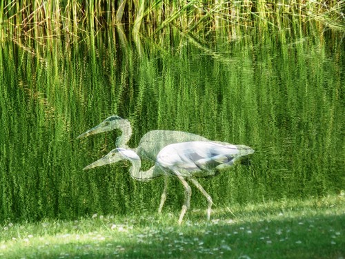 Cartoon: MH - Herons in the Street! (medium) by MoArt Rotterdam tagged fotomix,photoblend,justblending,heron,reiger,street,straat,cars,auto