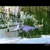 Cartoon: MH - Herons in the Street! (small) by MoArt Rotterdam tagged fotomix,photoblend,justblending,heron,reiger,street,straat,cars,auto