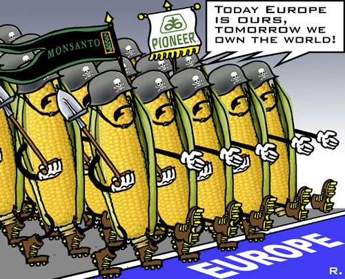 Cartoon: Genetically modified maize (medium) by RachelGold tagged genetically,modified,maize,genetic,engineering,usa,europe,eu,monsanto,pioneer