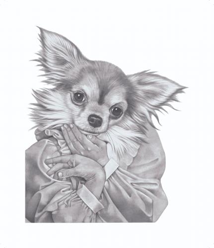 Cartoon: Long Hair Chihuahua (medium) by jim worthy tagged animal,dog,chihuahua,pencil,illustration