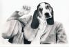 Cartoon: Beagle (small) by jim worthy tagged beagle,dog,pets,nature