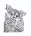 Cartoon: Long Hair Chihuahua (small) by jim worthy tagged animal dog chihuahua pencil illustration