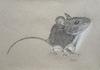 Cartoon: Mouse (small) by jim worthy tagged mouse,animal,rodent,mice