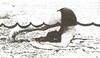 Cartoon: Haiangriff Shark Attack (small) by Erwin Pischel tagged haiangriff,hai,angriff,wasser,schwimmen,badehose,wellen,strand,sand,shark,attack,swimming,trunks,waves,water,beach,pischel