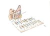 Cartoon: Schmetterlings Sammlung (small) by Erwin Pischel tagged schmetterlingssammlung,sammlung,vitrine,schmetterling,menschen,pischel