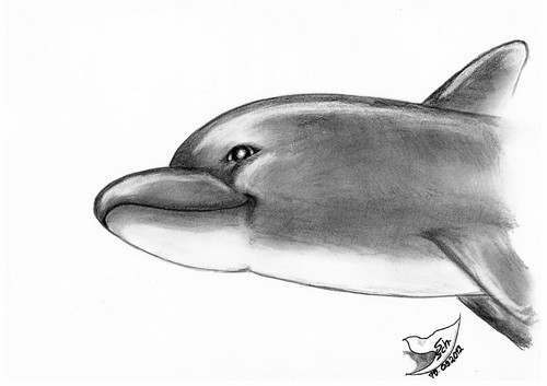 Cartoon: A Dolph-in (medium) by swenson tagged säugetier,delfin,dolphin,meer,sea