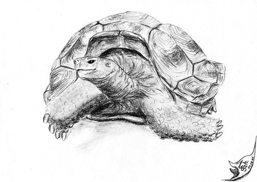 Cartoon: Aldabrachelys (medium) by swenson tagged turtle,animal,schildkröte,sychellen,austerben,bedroht,wwf,roteliste,tier,panzer,reptil
