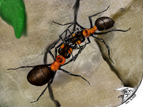 Cartoon: Ants - Ameisen (medium) by swenson tagged animal,animals,tiere,insect,insekten,ant,ameise,fight,kampf