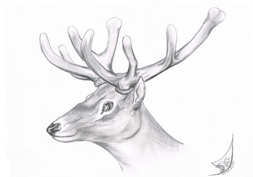 Cartoon: Cervidae (medium) by swenson tagged hirsch,deer,wild,tier,animal,wildlife,2011