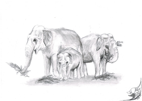 Cartoon: Elephas maximus indicus (medium) by swenson tagged animal,tier,elefant,elephant,asien,asiatisch,asia