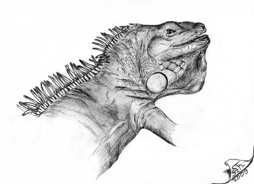 Cartoon: Iguana iguana (medium) by swenson tagged animals,animal,reptil,reptilien,echse,dragon,leguan,iguana
