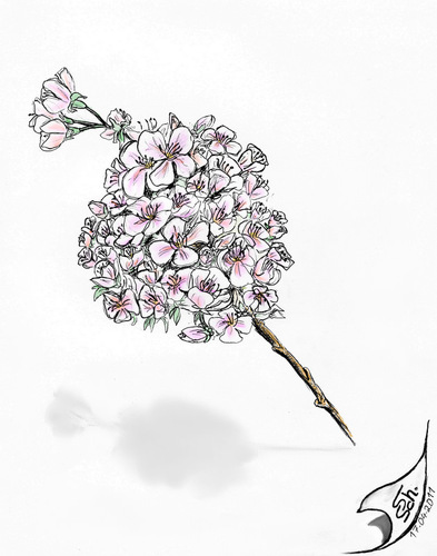 Cartoon: Kirschblüte (medium) by swenson tagged kirschblüte,japan,deutschland,2011