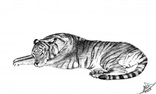 Cartoon: Panthera tigris tigris (medium) by swenson tagged animal,animals,tiger,cat,felidae,tigris