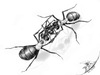 Cartoon: Formica rufa (small) by swenson tagged animal animals tier insect insekt ant ameise rot wald red forest