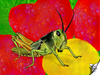 Cartoon: Locusta migratoria (small) by swenson tagged animal,animals,insect,insekt,heuschrecke,locusta,migratoria,grasshopper