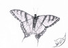 Cartoon: Papilio machaon (small) by swenson tagged animal tier insect insekt butterfly schmetterling
