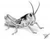 Cartoon: Wanderheuschrecke (small) by swenson tagged animal,animals,insect,insekt,heuschrecke,käfer