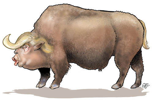 Cartoon: American bison (medium) by Damien Glez tagged donald,trump,bison,united,states,america,president,donald,trump,bison,united,states,america,president