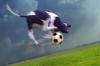 Cartoon: Jumping Cow (small) by salinos tagged fußball football soccer cow salinoscartoon salinos jump crazy