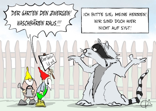 20240524-Waschbaer 20240524-Waschbaer