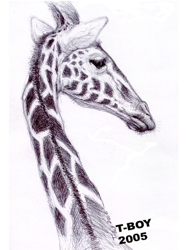 Cartoon: GIRAFFE (medium) by T-BOY tagged giraffe
