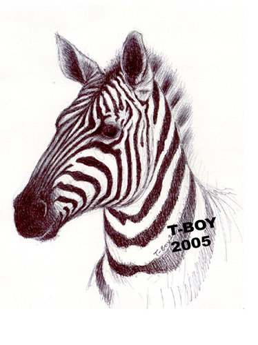 Cartoon: ZEBRA (medium) by T-BOY tagged zebra