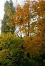Cartoon: Herbst 2012 (small) by lesemaus tagged natur,herbst,bäume