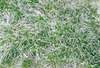 Cartoon: Leuchtende Wiese (small) by lesemaus tagged wiese,gras,rasen