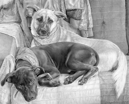 Cartoon: A couple! (medium) by ALEX gb tagged dogs,portrait,animal,home