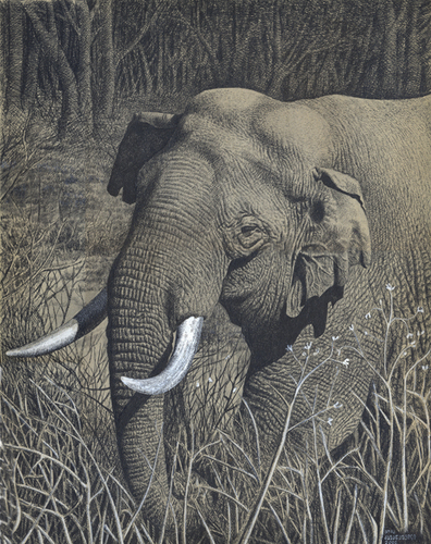 Cartoon: Indian Elephant (medium) by Gocha Dzaganashvili tagged indian,elephant,gocha,dzaganashvili,enimal,painting,art
