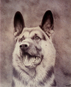 Cartoon: Dog (small) by Gocha Dzaganashvili tagged dog,animal,painting,draw,art,gocha,dzaganashvili