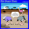 Cartoon: Ostriches (small) by toons tagged suspicious,husband,bury,head,in,sand,ostrich