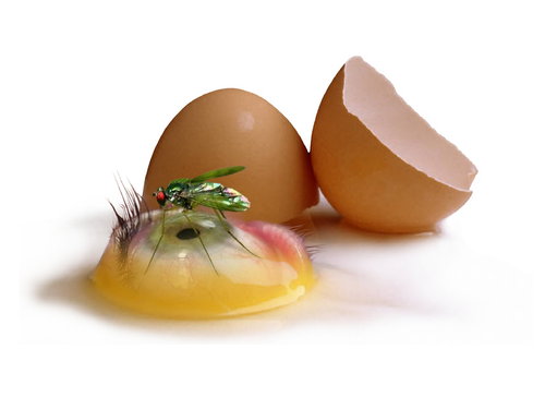 Cartoon: Egg! (medium) by willemrasingart tagged cuisine,haute