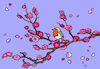 Cartoon: Kirschblüte (small) by sabine voigt tagged kirschblüte,kirschen,bluten,sommer,blühen,garten,rotkehlchen,natur,baum,pflanze,vogel