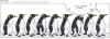 Cartoon: POLE Strip No.28 (small) by Penguin_guy tagged penguins pinguine pets tiere rock roll acdc 