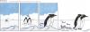 Cartoon: POLE Strip No. 4 (small) by Penguin_guy tagged penguins pinguine pets tiere animals familie family wedding hochzeit honeymoon flitterwochen