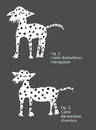 Cartoon: Vererbung bei Dalmatinern (small) by Marbez tagged vererbung,dalmatiner,canis,rhombus