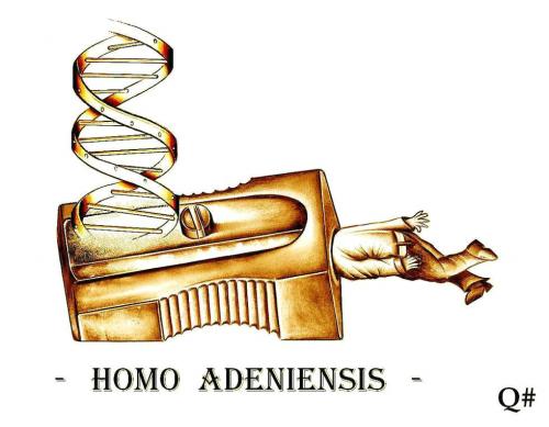 HOMO ADENIENSIS