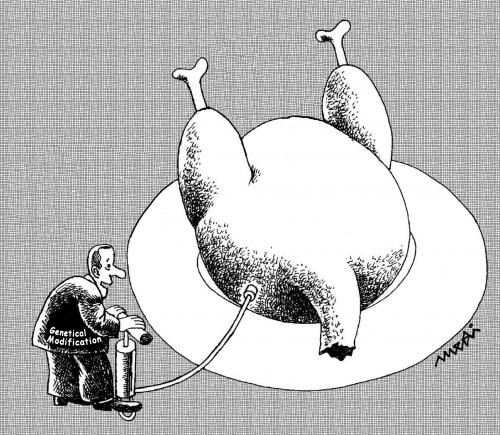 Cartoon: Genetical Modification (medium) by Medi Belortaja tagged bulge,modification,genetical,baked,chicken,meat,food