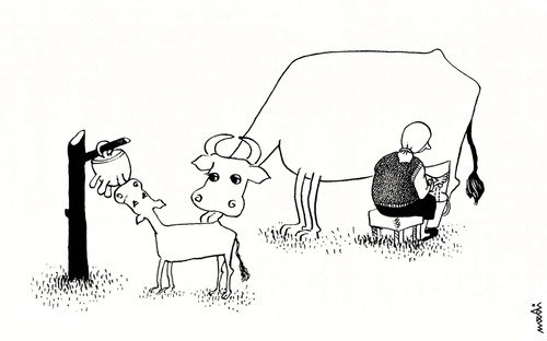 Cartoon: milk for beef (medium) by Medi Belortaja tagged milking,calf,beef,cow,milk