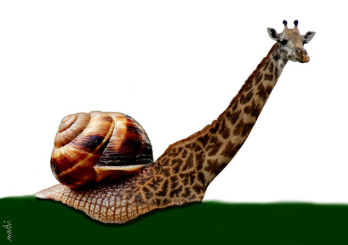 Cartoon: snailraffe (medium) by Medi Belortaja tagged giraffe,snail,animals,manipulation,genetic,genetical,dna