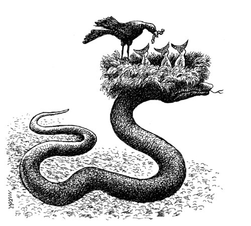 Cartoon: unsafe nest (medium) by Medi Belortaja tagged hunger,hungry,food,worm,snake,birds,bird,nest,uncertain,unsafe